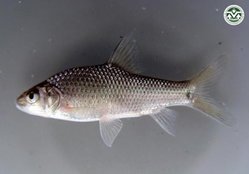 Cyclocheilichthys repasson