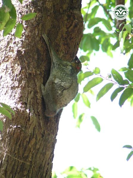 Cynocephalus variegatus