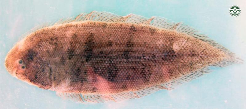 Cynoglossus puncticeps