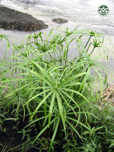 cyperus alternifolius
