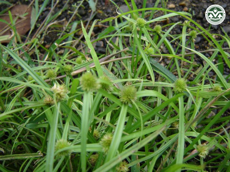 Cyperus brevifolius