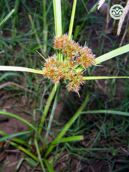 Cyperus compactus