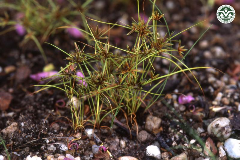 Cyperus cuspidatus