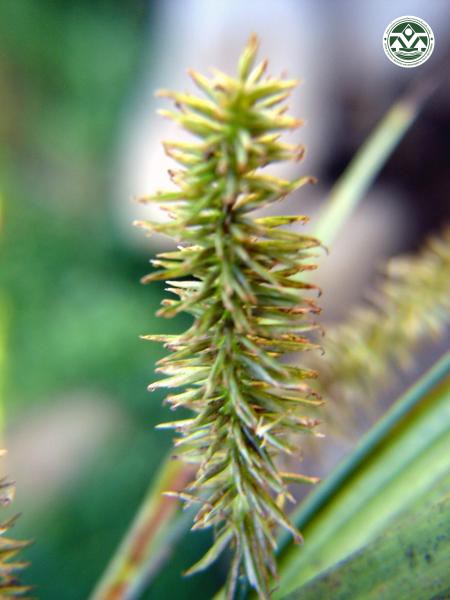 Cyperus cyperoides