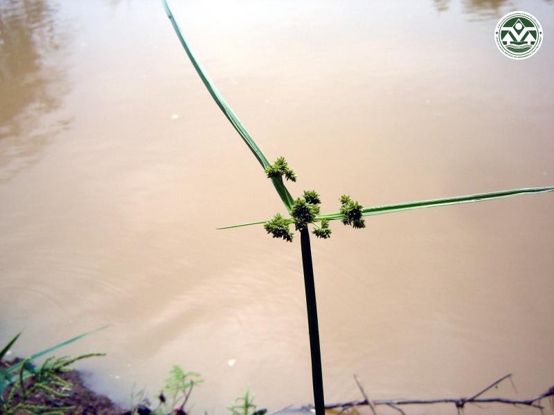 Cyperus difformis