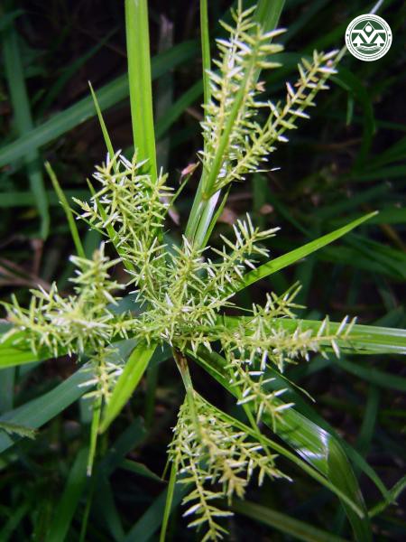 Cyperus digitatus