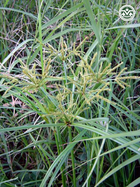 Cyperus imbricatus