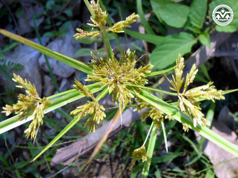 Cyperus iria