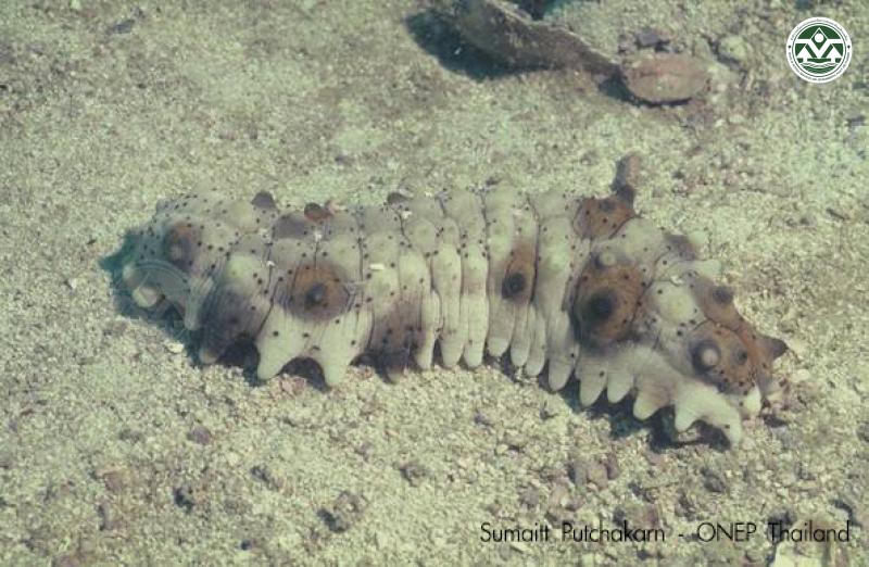 Stichopus naso