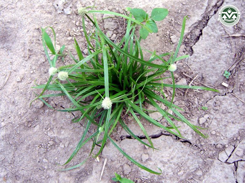 Cyperus kyllingia