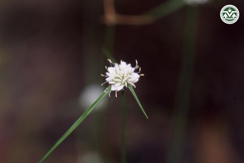 Cyperus leucocephalus
