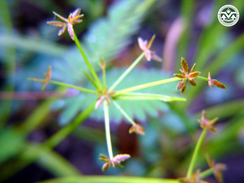 Cyperus procerus