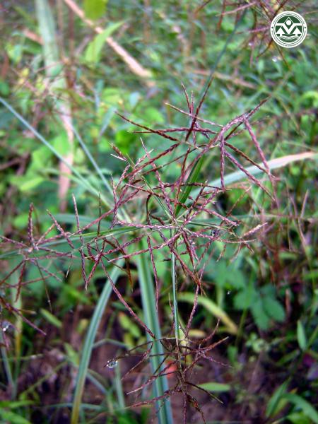 Cyperus pulcherrimus