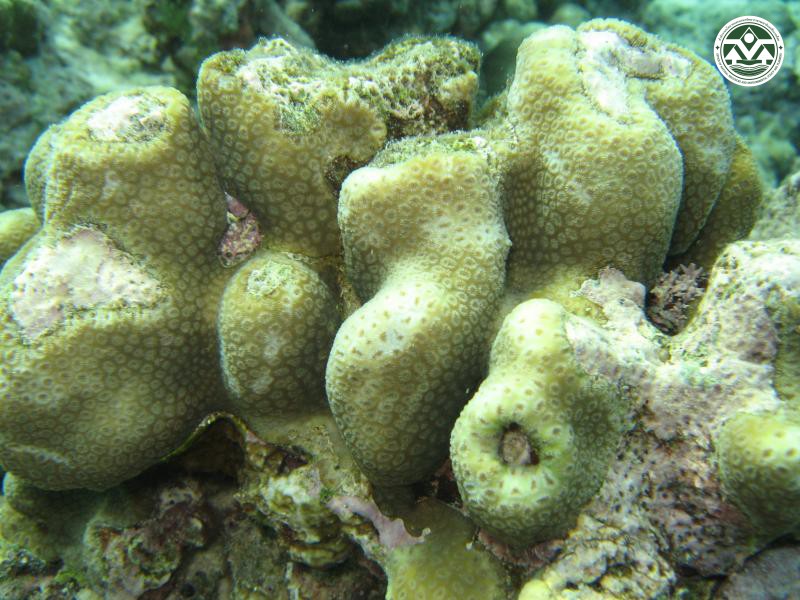 Cyphastrea micropthalma