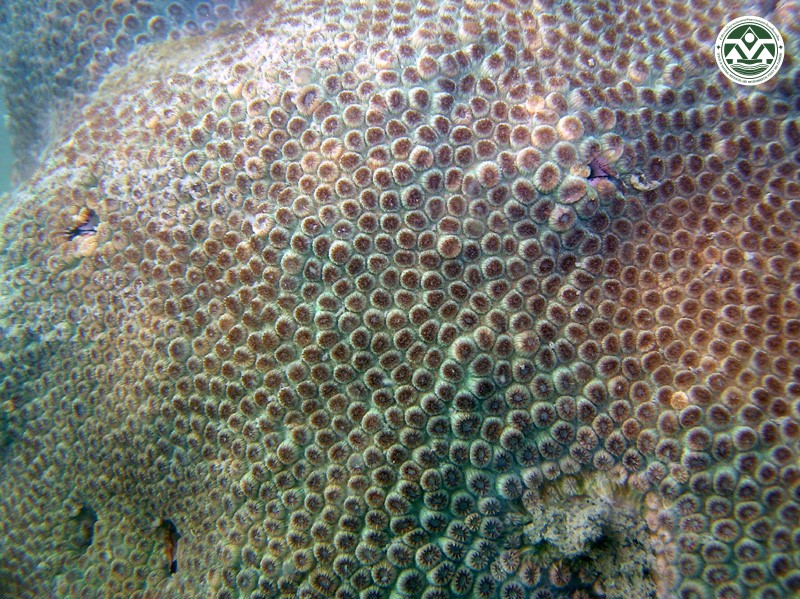 Cyphastrea serailia