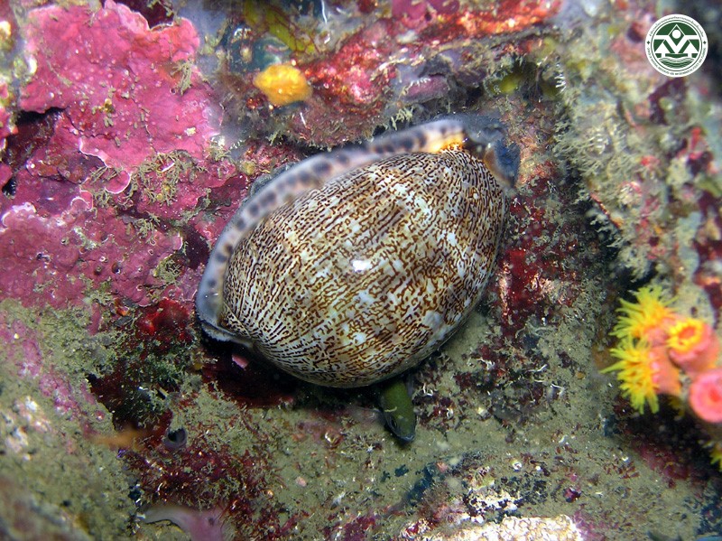 Cypraea arabica