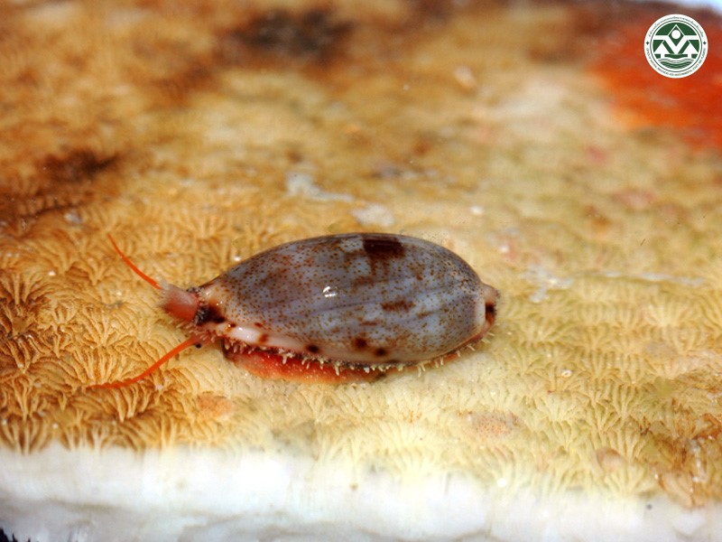 Cypraea gracilis