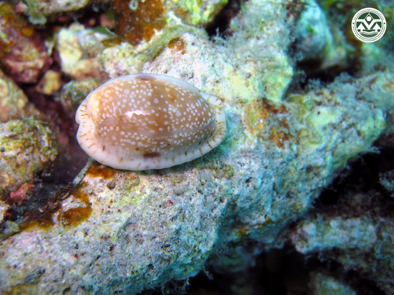 Cypraea erosa
