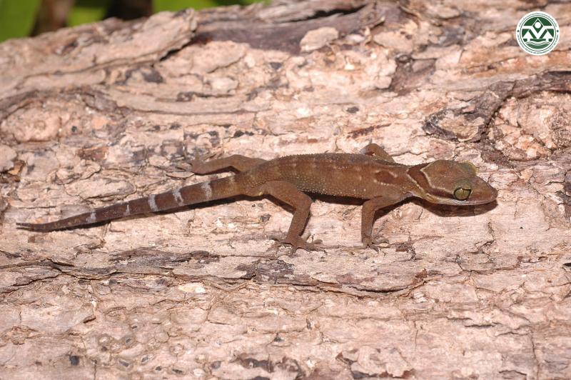 Cyrtodactylus olhami