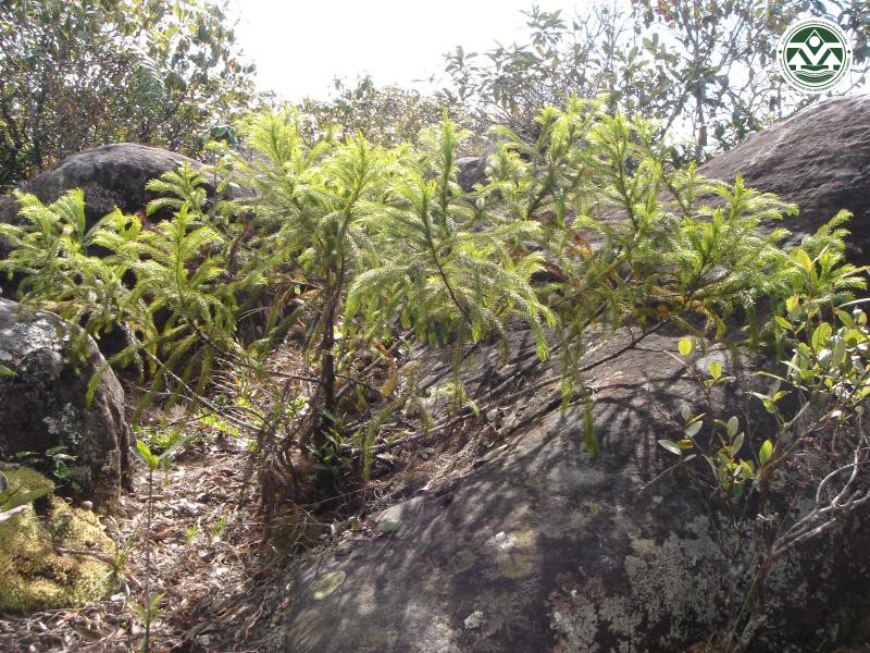 Dacrydium elatum