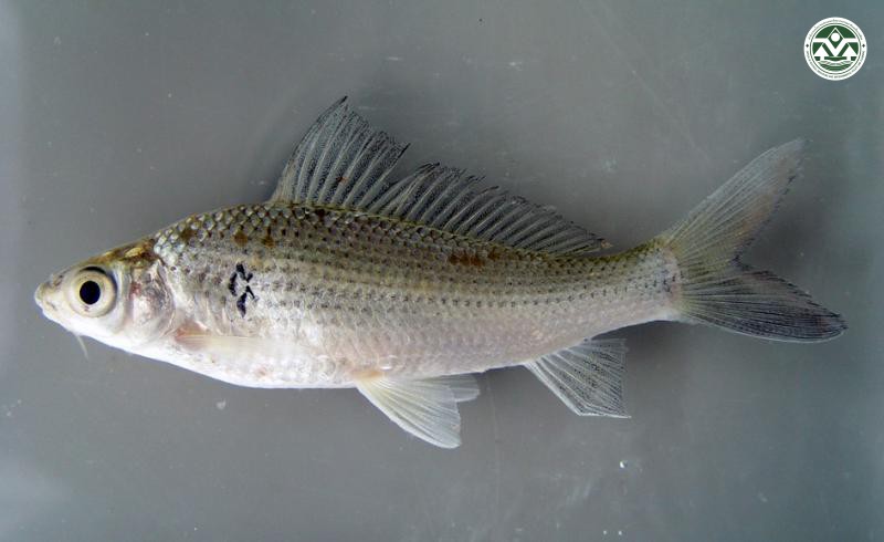 Dangila siamensis