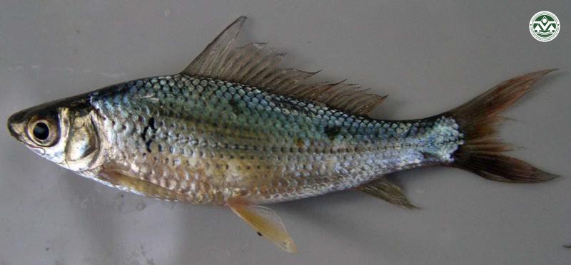 Dangilla siamensis