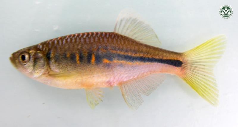 Danio laoensis