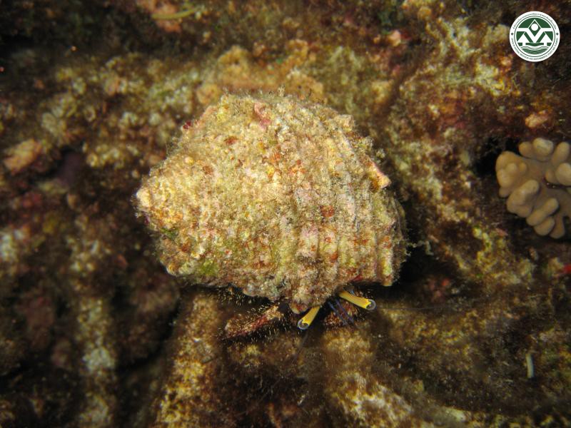 Dardanus lagopodes