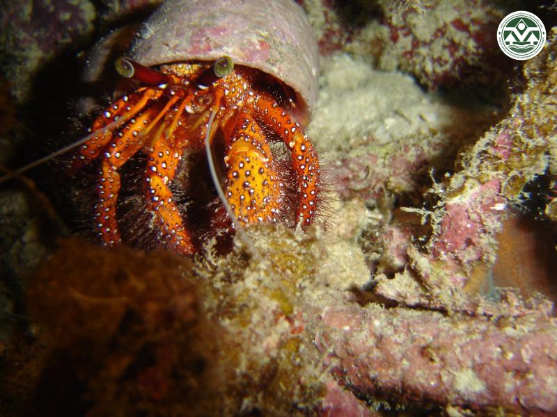 Dardanus megistos
