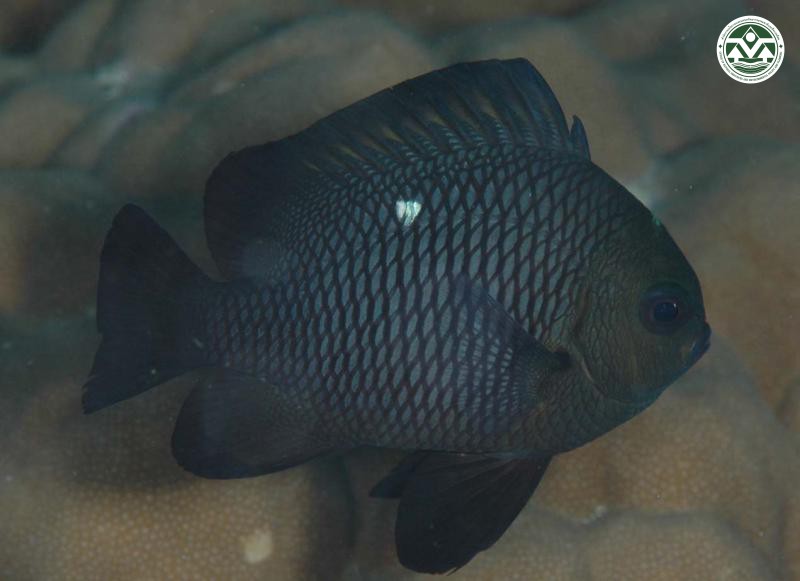 Dascyllus trimaculatus