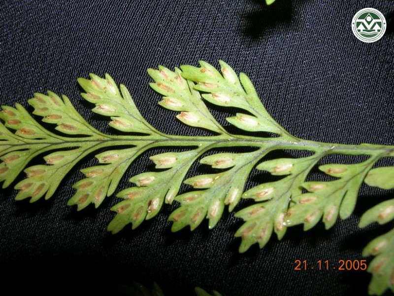 Davallia trichomanoides
