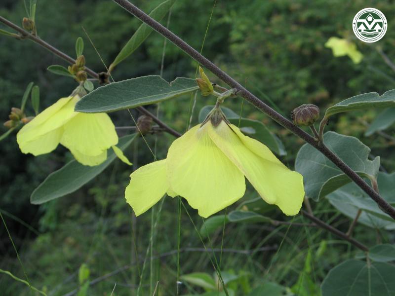 Decaschistia siamensis