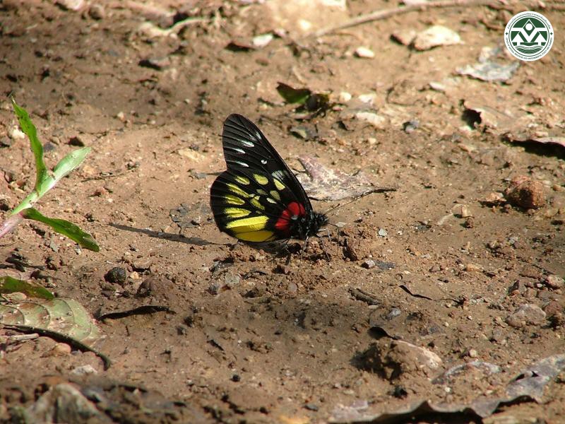 Delias pasithoe