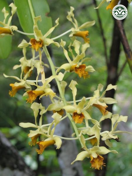 Dendrobium venustum