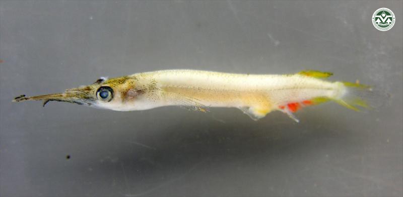 Dermogenys pusilla