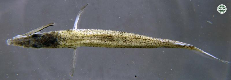 Dermogenys pusillus