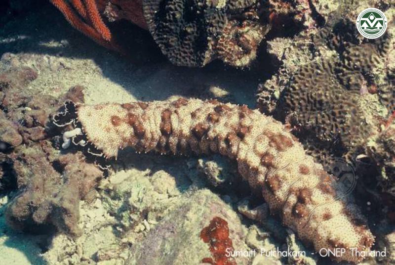 Pearsonothuria graeffei
