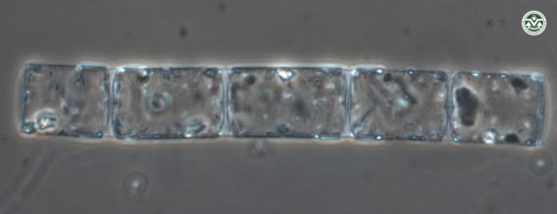 Detonula pumila