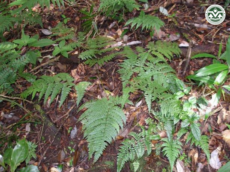 Diacalpe aspidioides