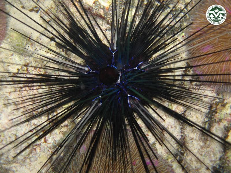 Diadema savignyi
