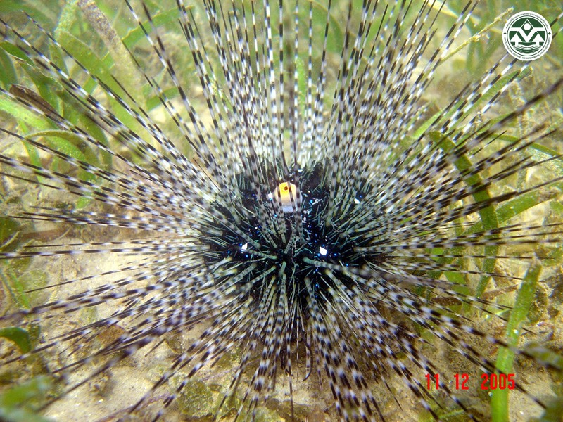 Diadema setosum