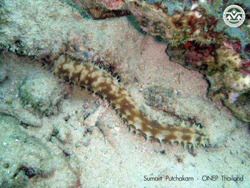 Holothuria hilla