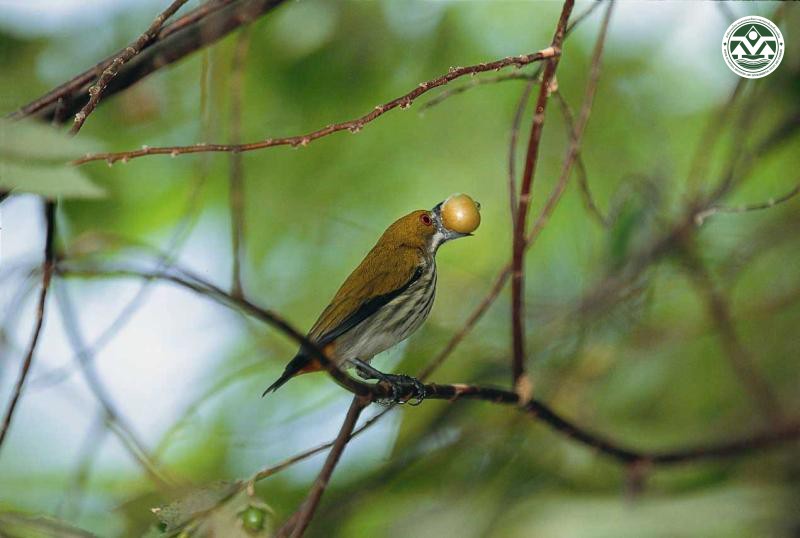 Dicaeum chrysorrheum