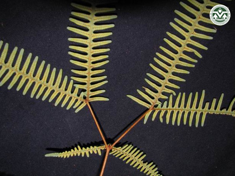 Dicranopteris linearis