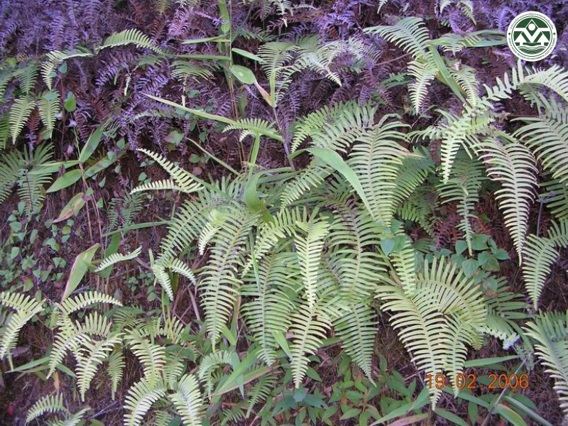 Dicranopteris splendida