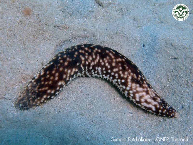 Holothuria notabilis