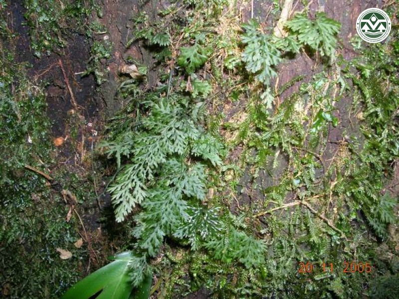 Didymoglossum exiguum