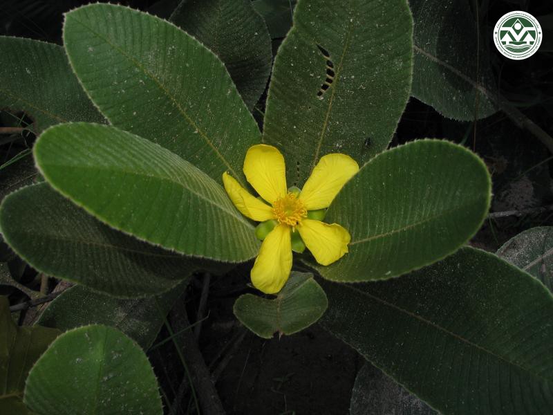 Dillenia hookeri