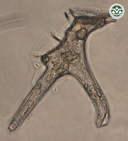 Dinophysis miles
