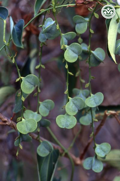 Dioscorea glabra